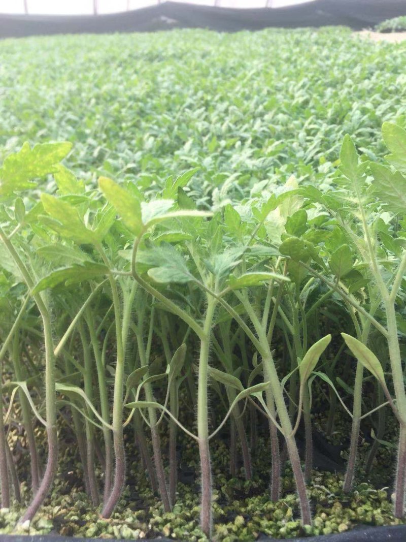 西红柿苗番茄苗抗热精品大果硬粉不裂果抗病