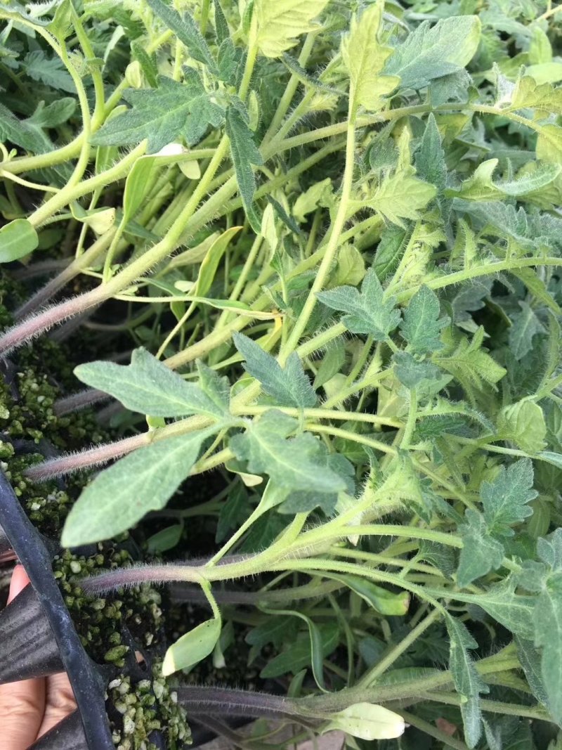 西红柿苗番茄苗抗热精品大果硬粉不裂果抗病