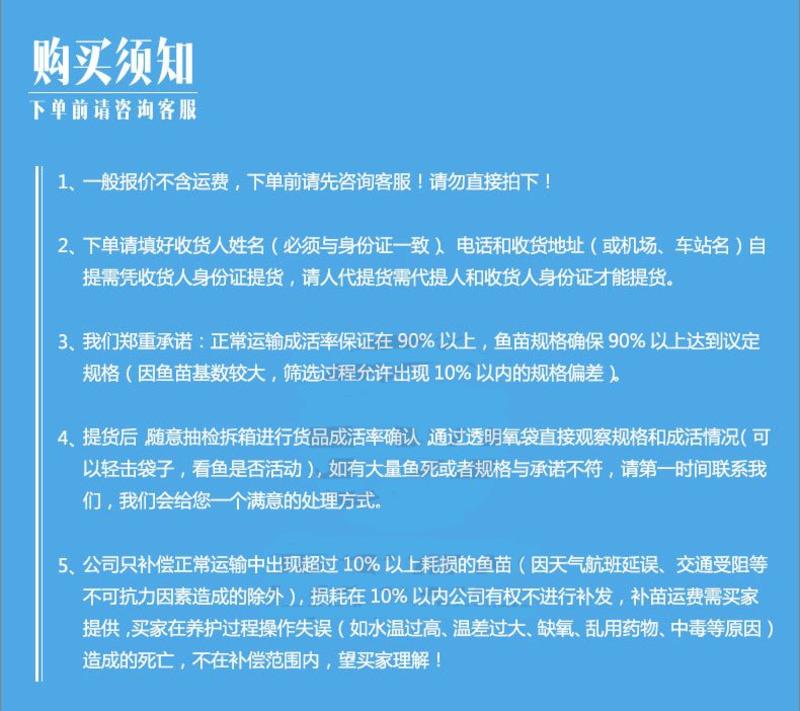 红罗非鱼苗彩虹鲷鱼苗规格齐全产地直供