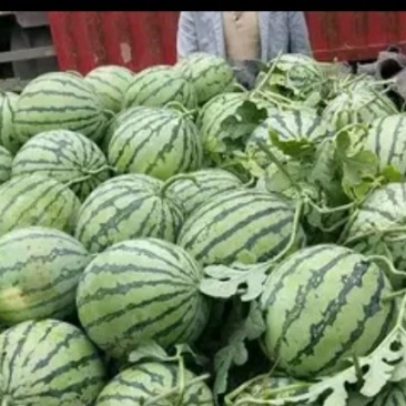 五一前后大量精品西瓜上市各种品种应有尽有量大从优