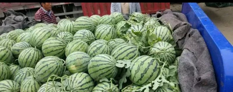 五一前后大量精品西瓜上市各种品种应有尽有量大从优