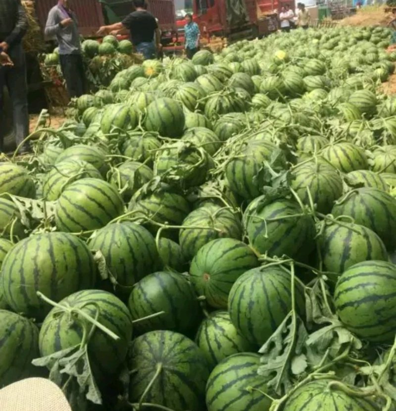 五一前后大量精品西瓜上市各种品种应有尽有量大从优