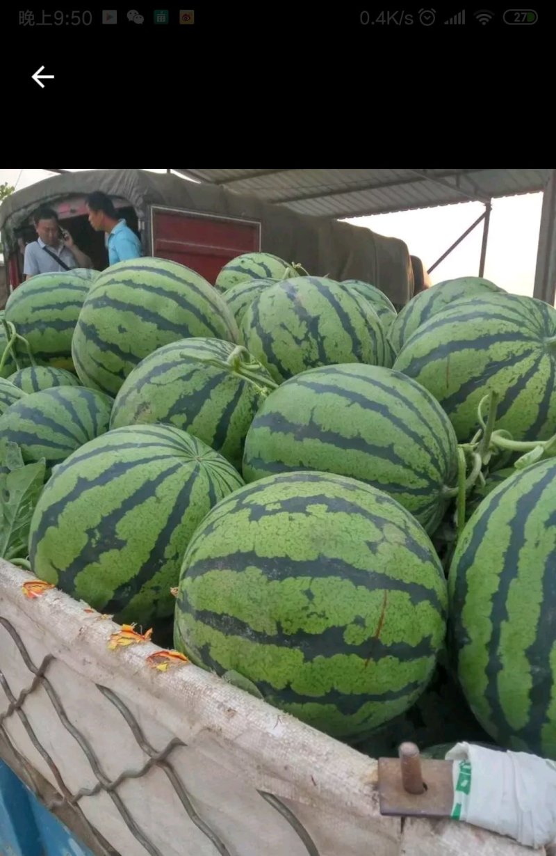 五一前后大量精品西瓜上市各种品种应有尽有量大从优