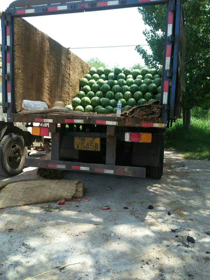 预售，甜王西瓜，双星西瓜大量上市装车物流一条龙服务