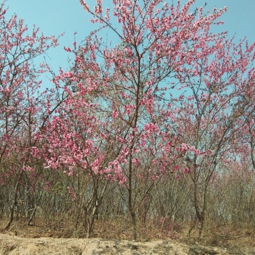 碧桃树