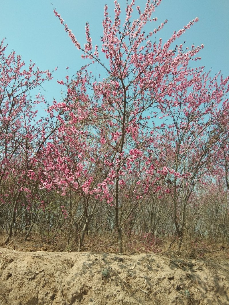 碧桃树