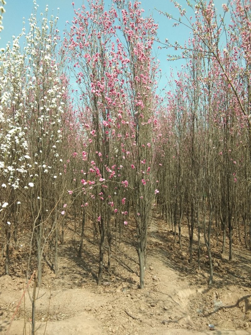 龙柱碧桃