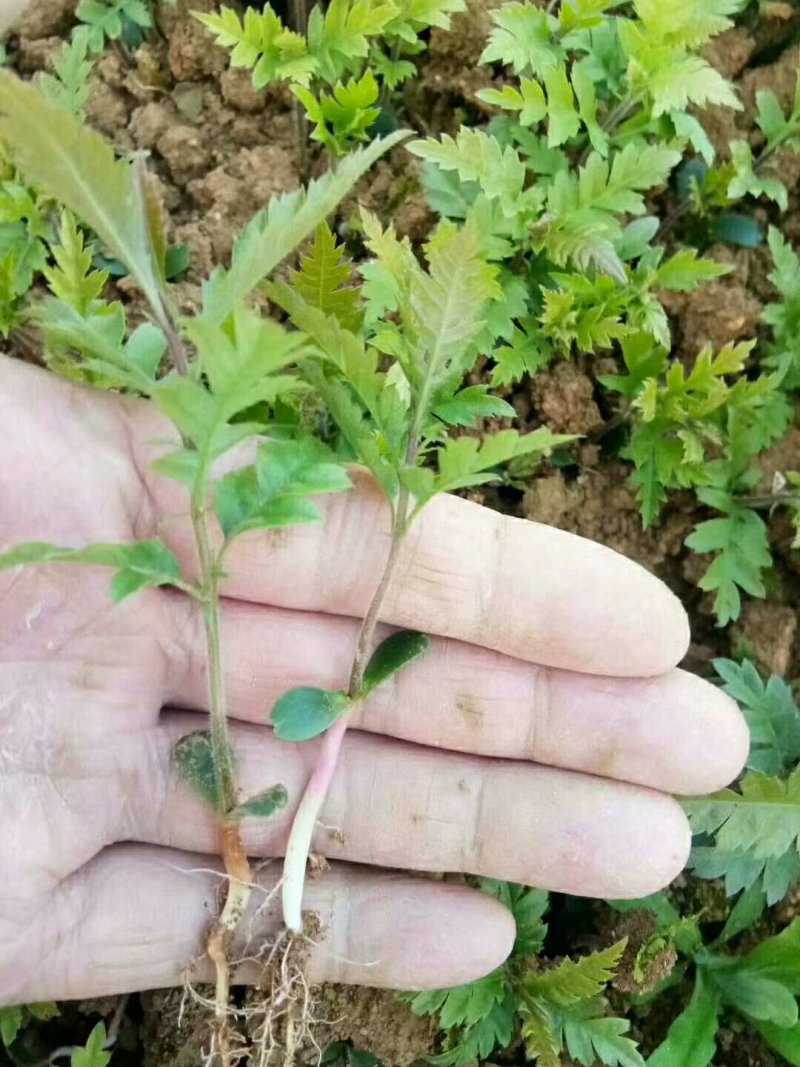 【优选】杨梅树苗杨梅芽苗杨梅苗实生杨梅苗包邮