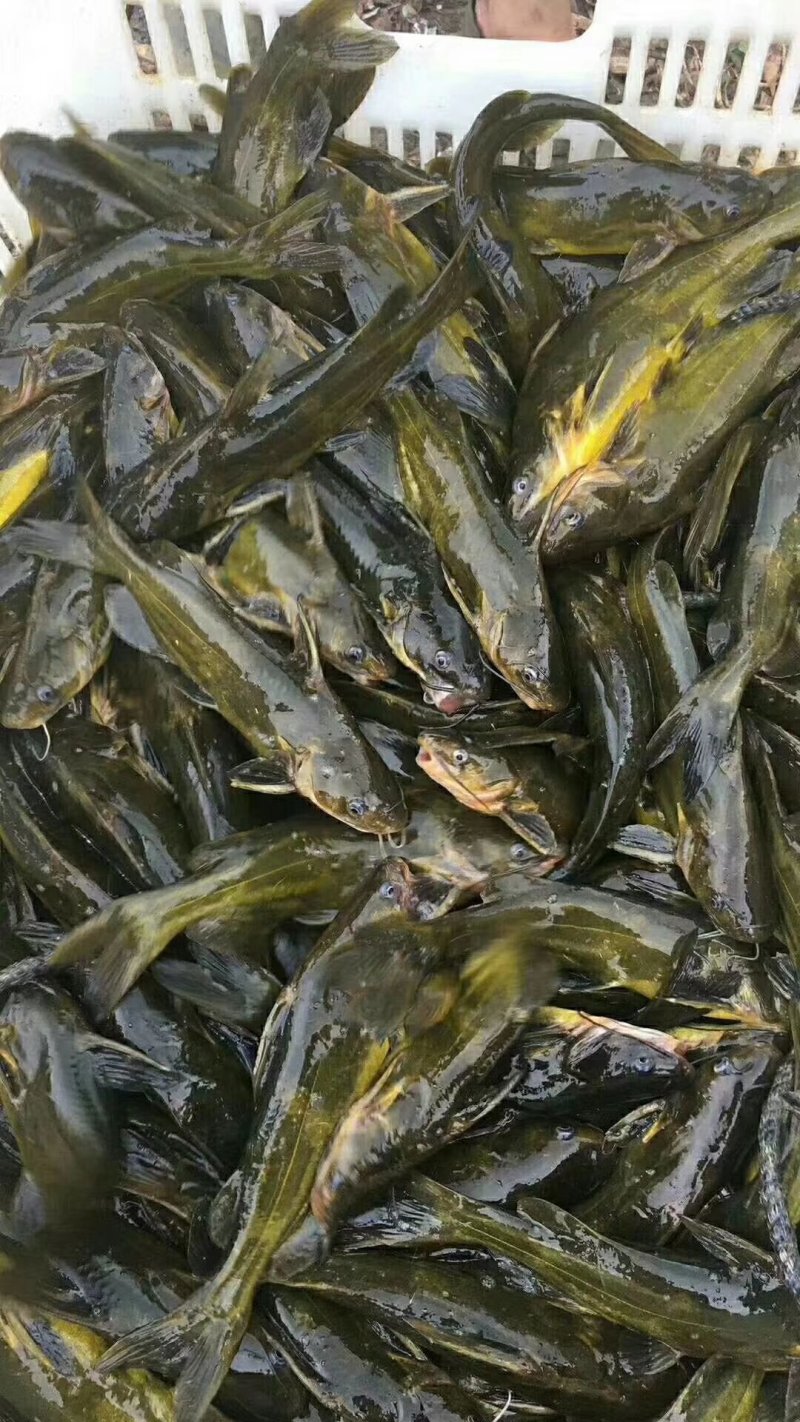 【黄颡鱼苗】四川黄颡鱼苗杂交黄颡鱼可视频看货支持线上交易