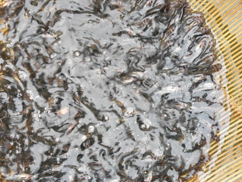 【黄颡鱼苗】四川黄颡鱼苗杂交黄颡鱼可视频看货支持线上交易