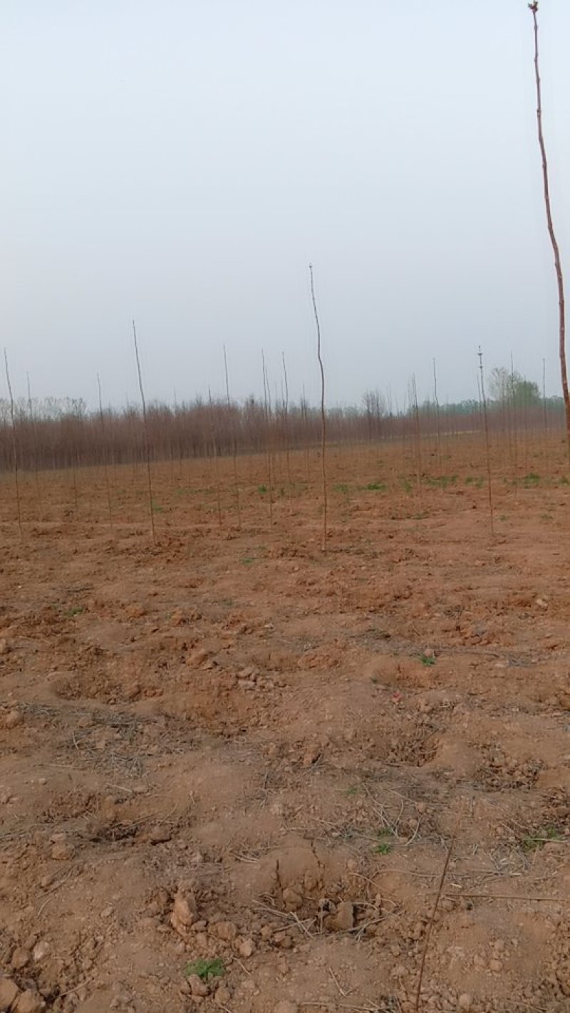 楸树梓树