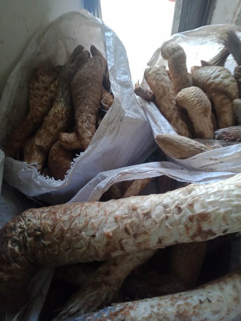油苁蓉肉苁蓉鲜货