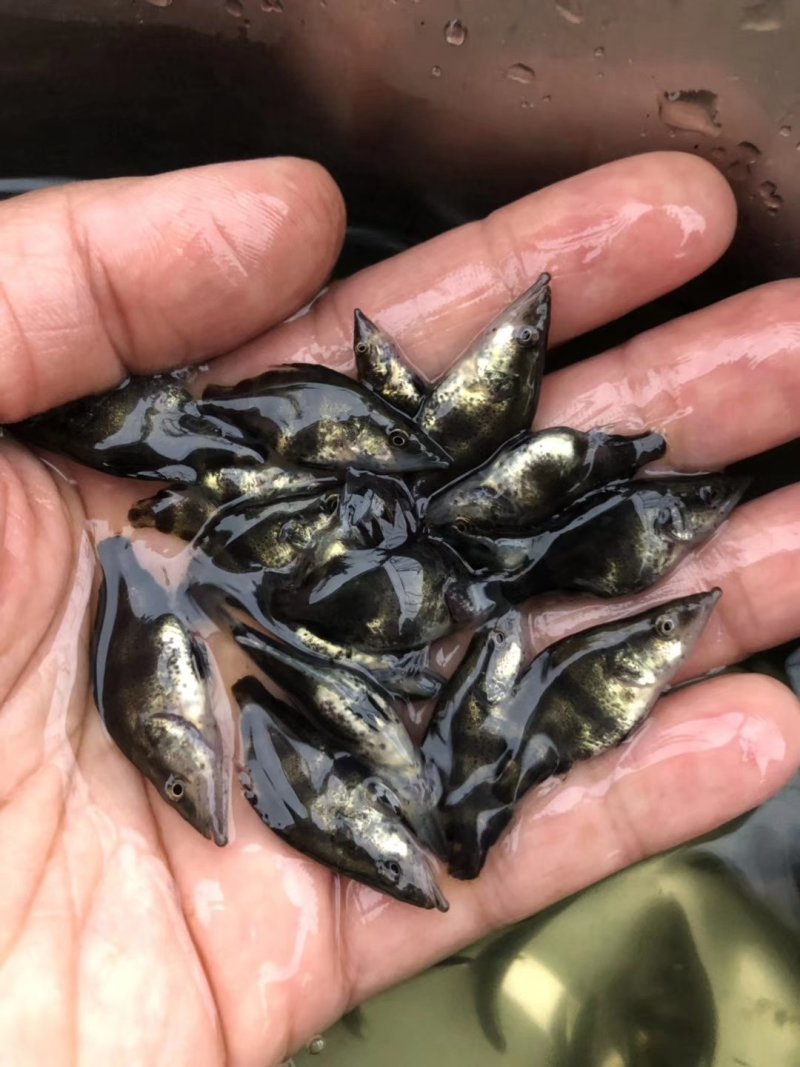 桂鱼苗桂花鱼苗场斑桂鱼苗桂花鱼苗场桂花鱼