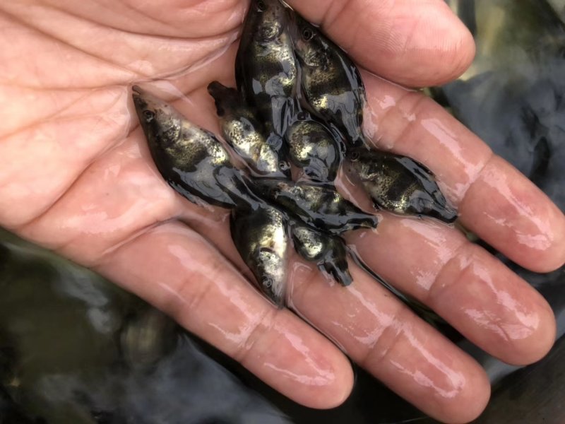 桂鱼苗桂花鱼苗场斑桂鱼苗桂花鱼苗场桂花鱼