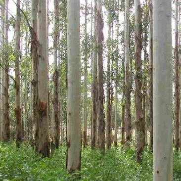 供应桉树