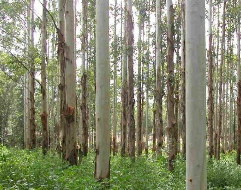 供应桉树