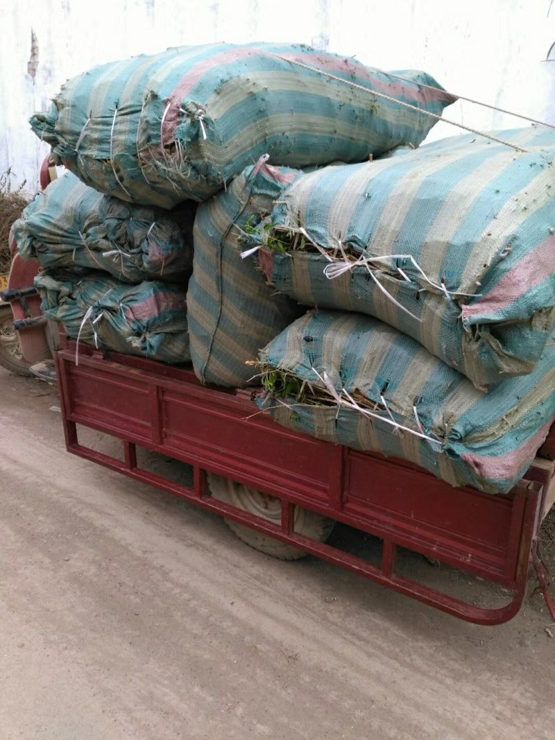 （基地直供）红枸杞苗，精品中华血杞红枸杞苗，当年挂果