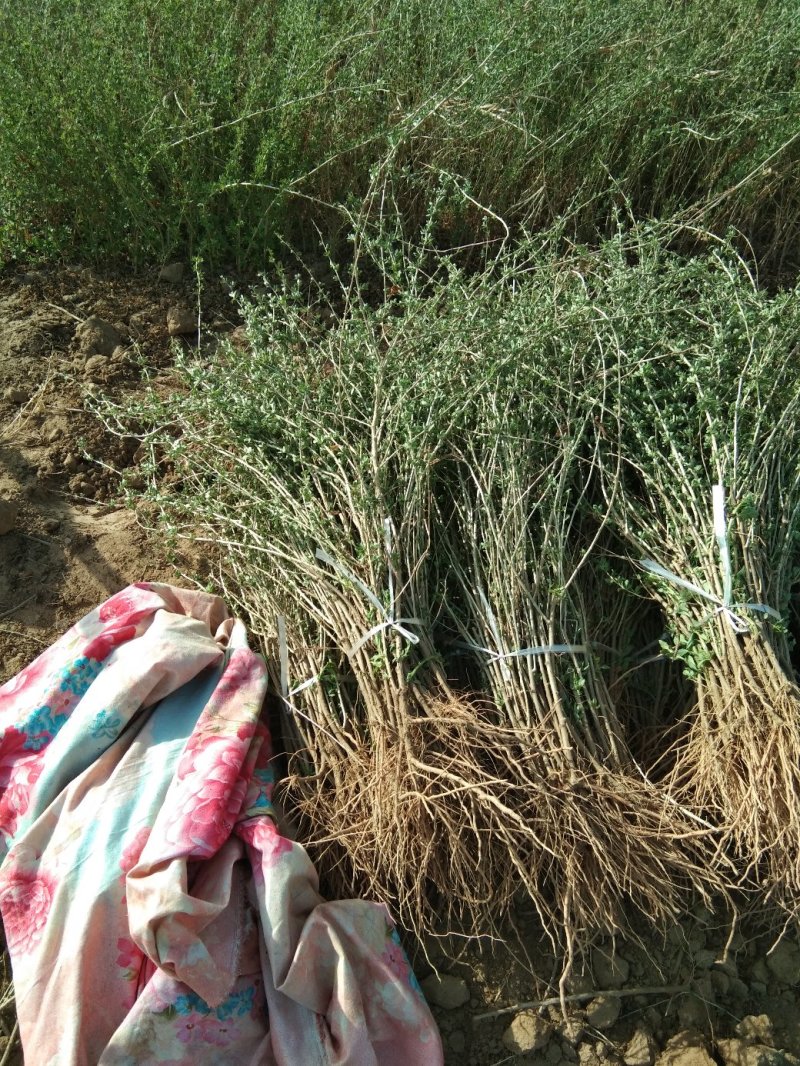 （基地直供）红枸杞苗，精品中华血杞红枸杞苗，当年挂果