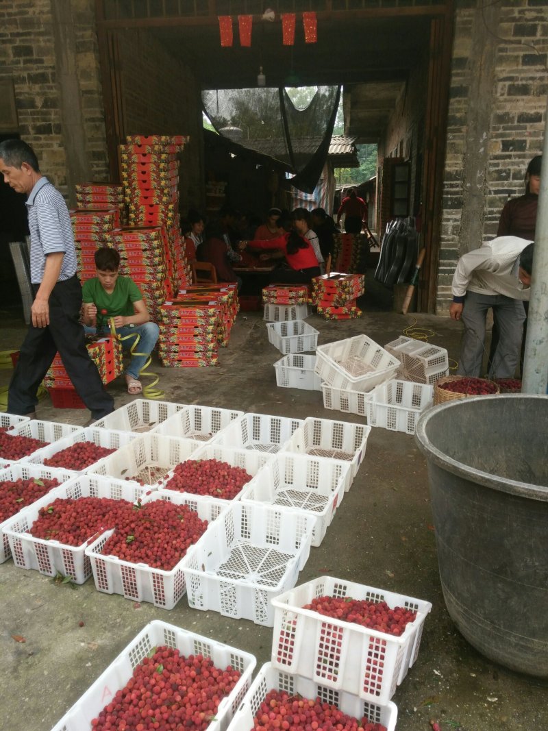 大量供应杨梅
