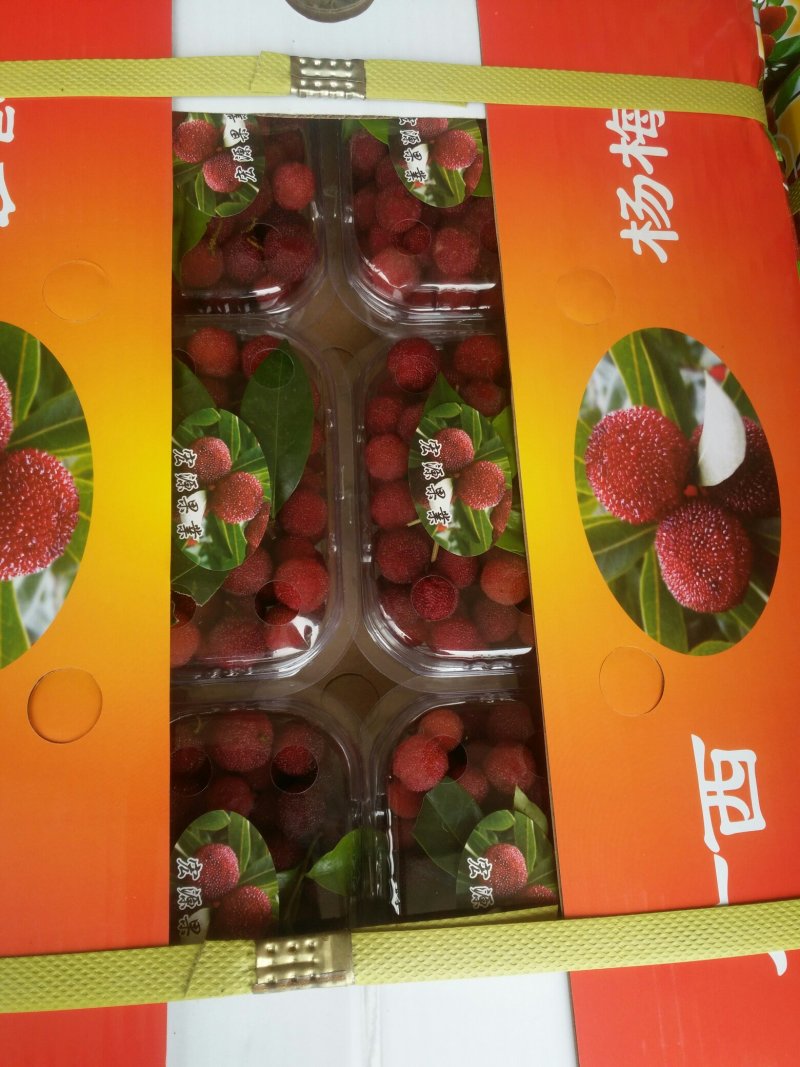 大量供应杨梅