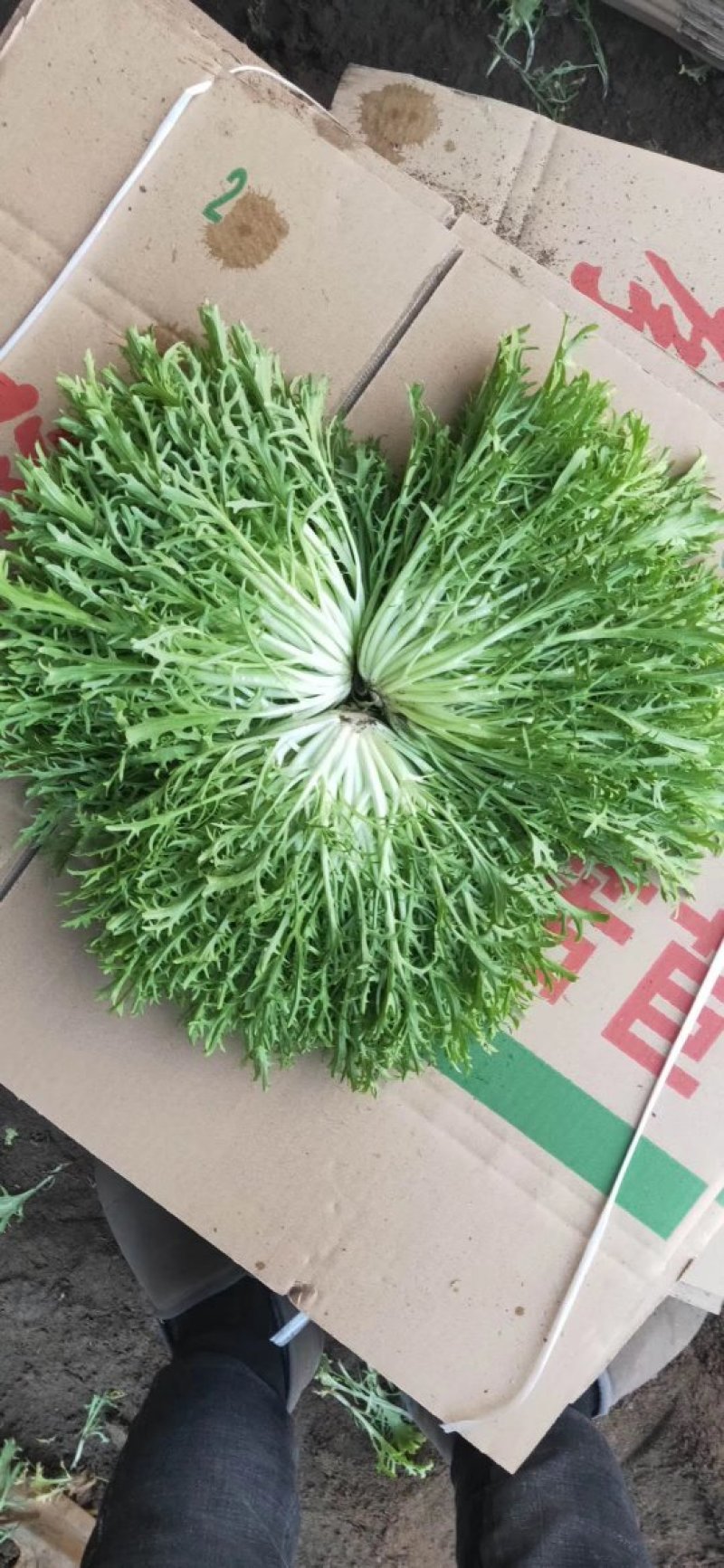精品苦菊批发苦菊大量上市高端品质货量巨大日供万斤以上