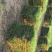 马尼拉草快