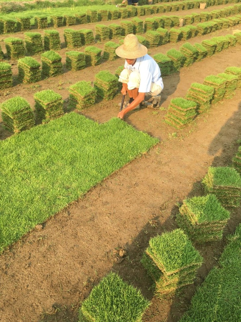 马尼拉草快