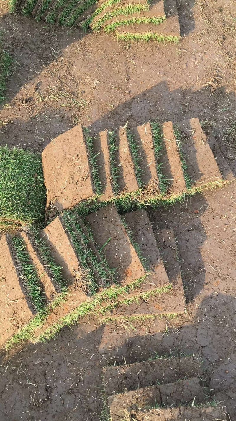 马尼拉草快