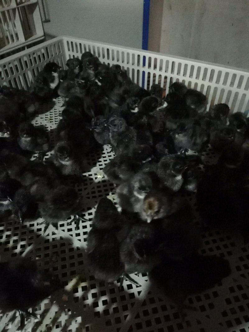 高产型麻羽绿壳蛋鸡苗产蛋率高成活率高抗病能力强