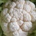 城固白实花花2~3斤紧花,乳白色个头均匀基地直发