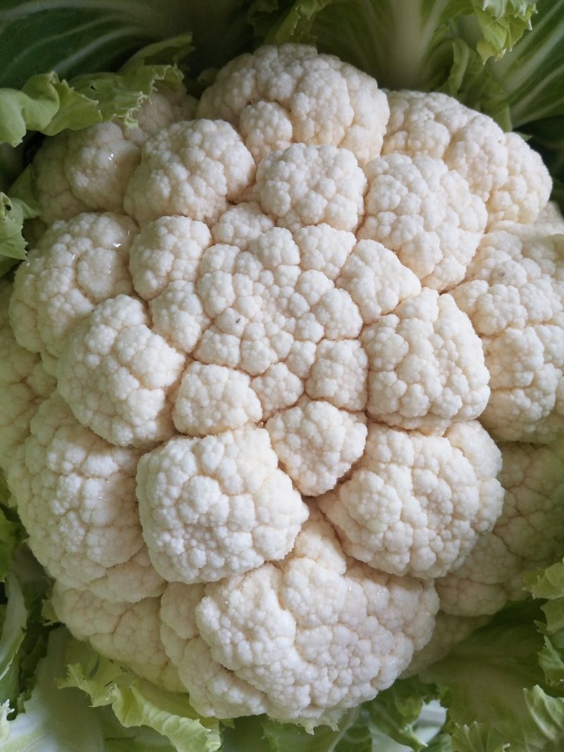 城固白实花花2~3斤紧花，乳白色个头均匀基地直发