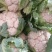 城固白实花花2~3斤紧花,乳白色个头均匀基地直发