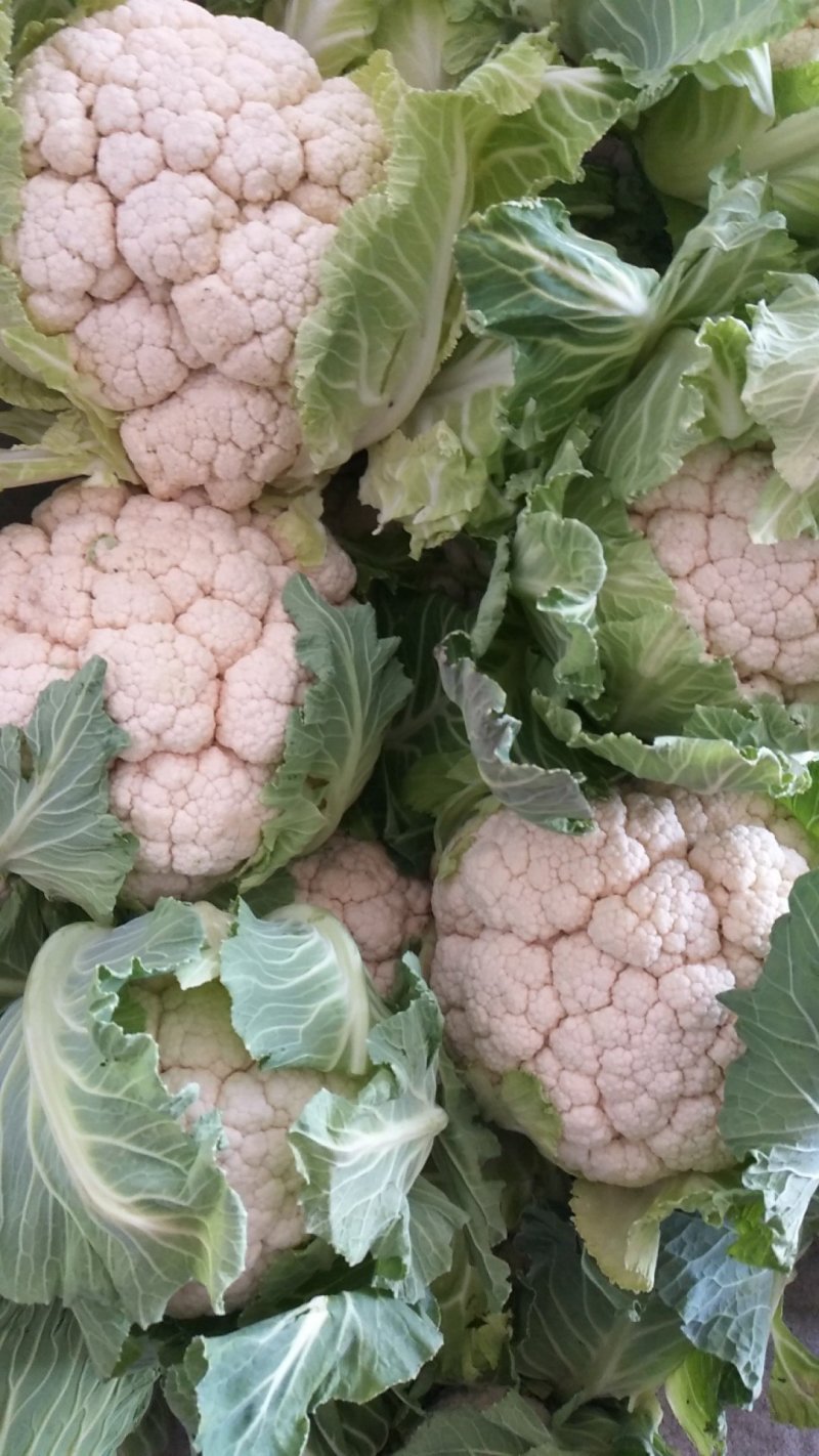 城固白实花花2~3斤紧花，乳白色个头均匀基地直发