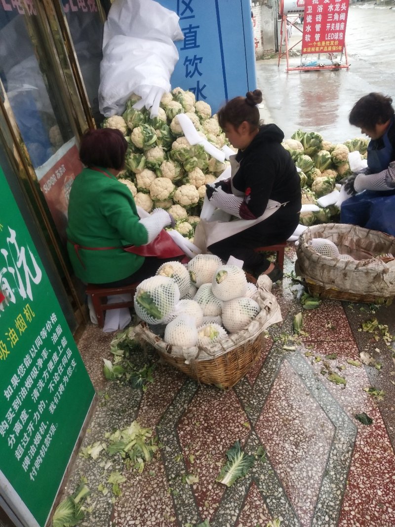 城固白实花花2~3斤紧花，乳白色个头均匀基地直发