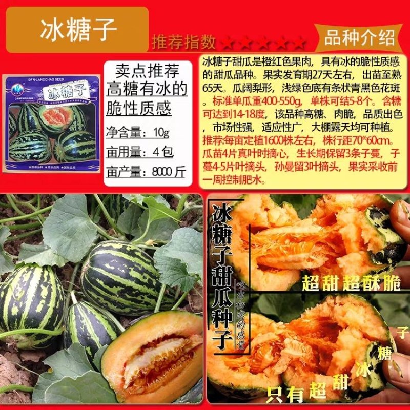早熟高产超特甜冰糖子甜瓜种籽酥脆薄皮四季苗