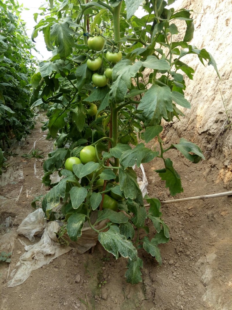 硬粉西红柿硬粉弧二以上