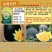 黑皮黄瓤花海南西瓜种子8424小礼品红肉无籽西瓜种籽懒汉
