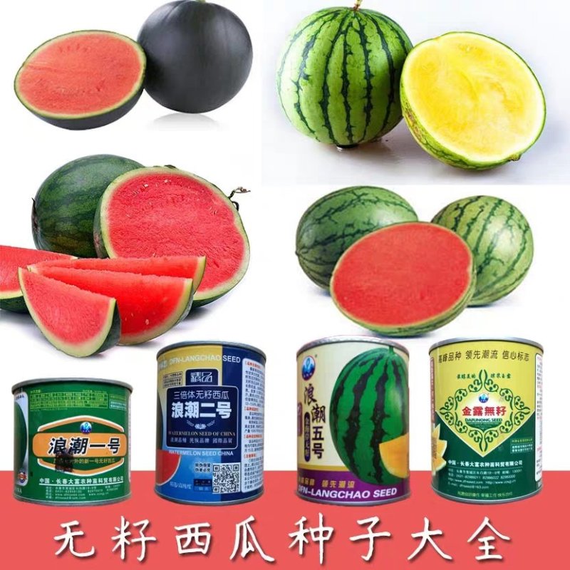 黑皮黄瓤花海南西瓜种子8424小礼品红肉无籽西瓜种籽懒汉