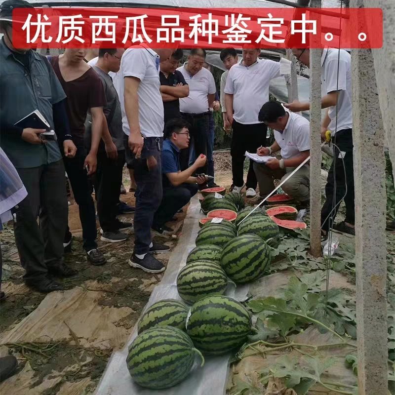 黑皮黄瓤花海南西瓜种子8424小礼品红肉无籽西瓜种籽懒汉