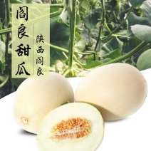 蜜瓜现货甜瓜香瓜白兰瓜东方蜜黄金蜜瓜黄河蜜金红宝实力供应