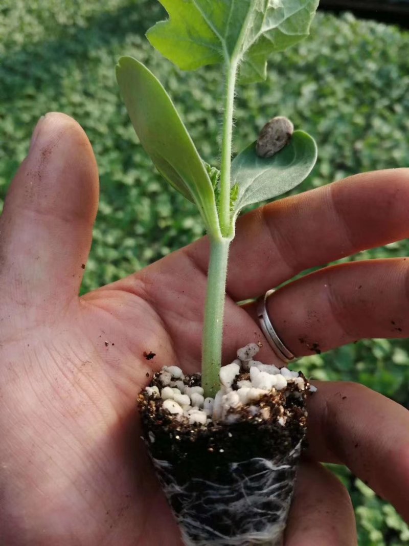 甜王8424麒麟王嫁接西瓜苗
