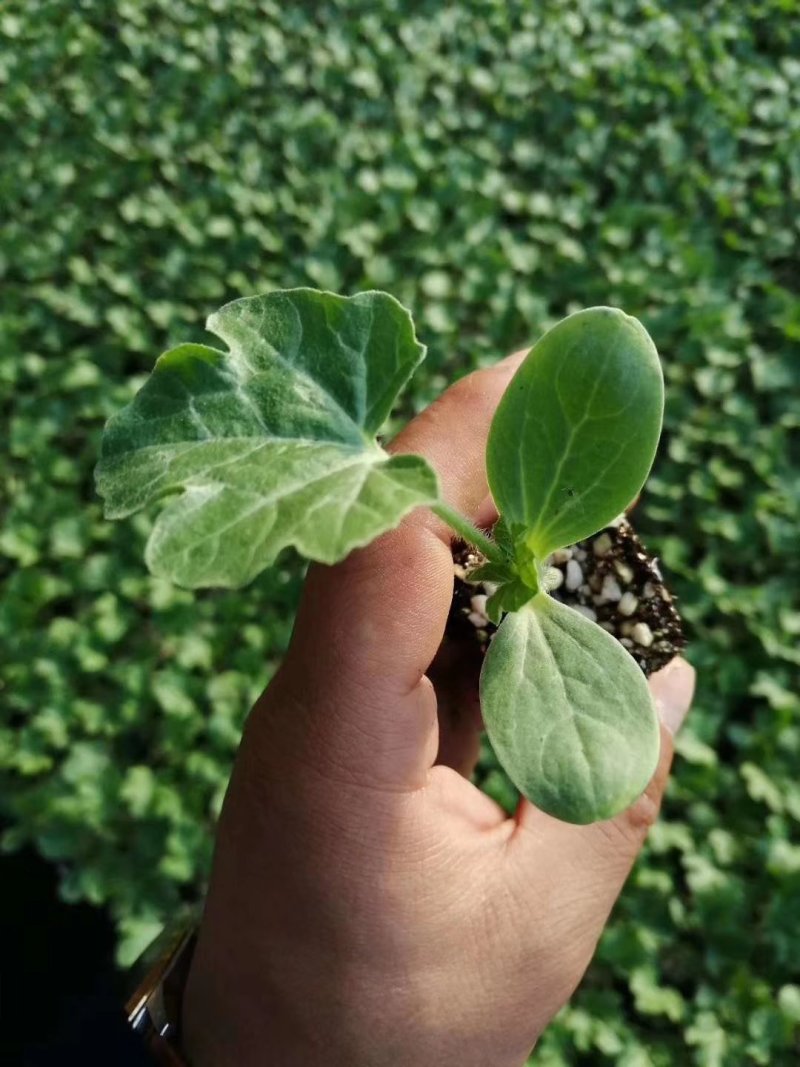 甜王8424麒麟王嫁接西瓜苗