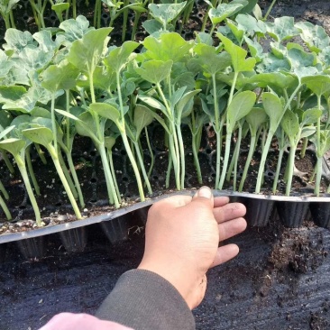 甜王8424麒麟王嫁接西瓜苗