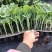 甜王8424麒麟王嫁接西瓜苗