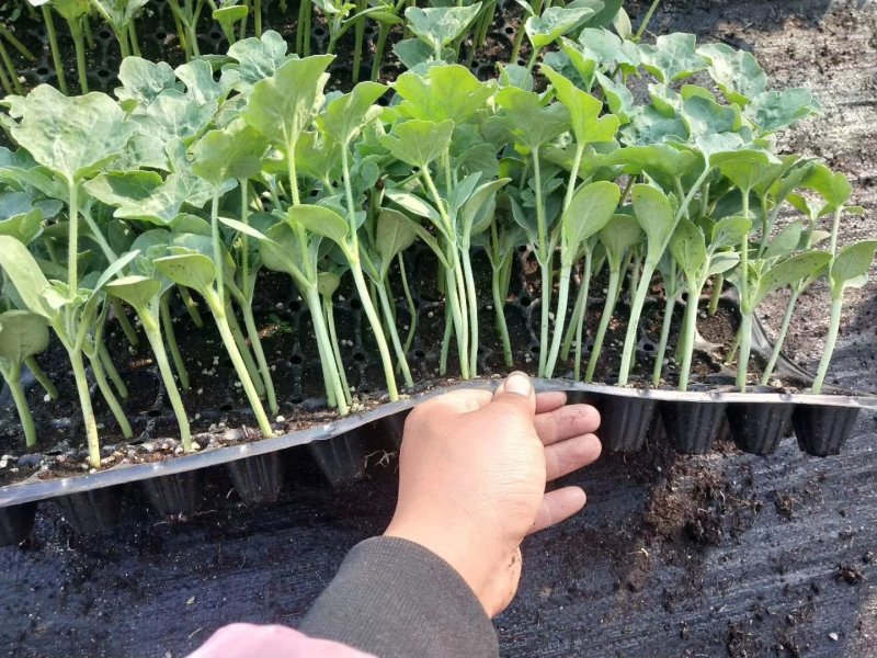 甜王8424麒麟王嫁接西瓜苗