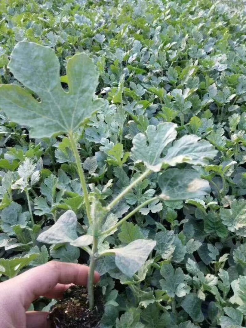 甜王8424麒麟王嫁接西瓜苗