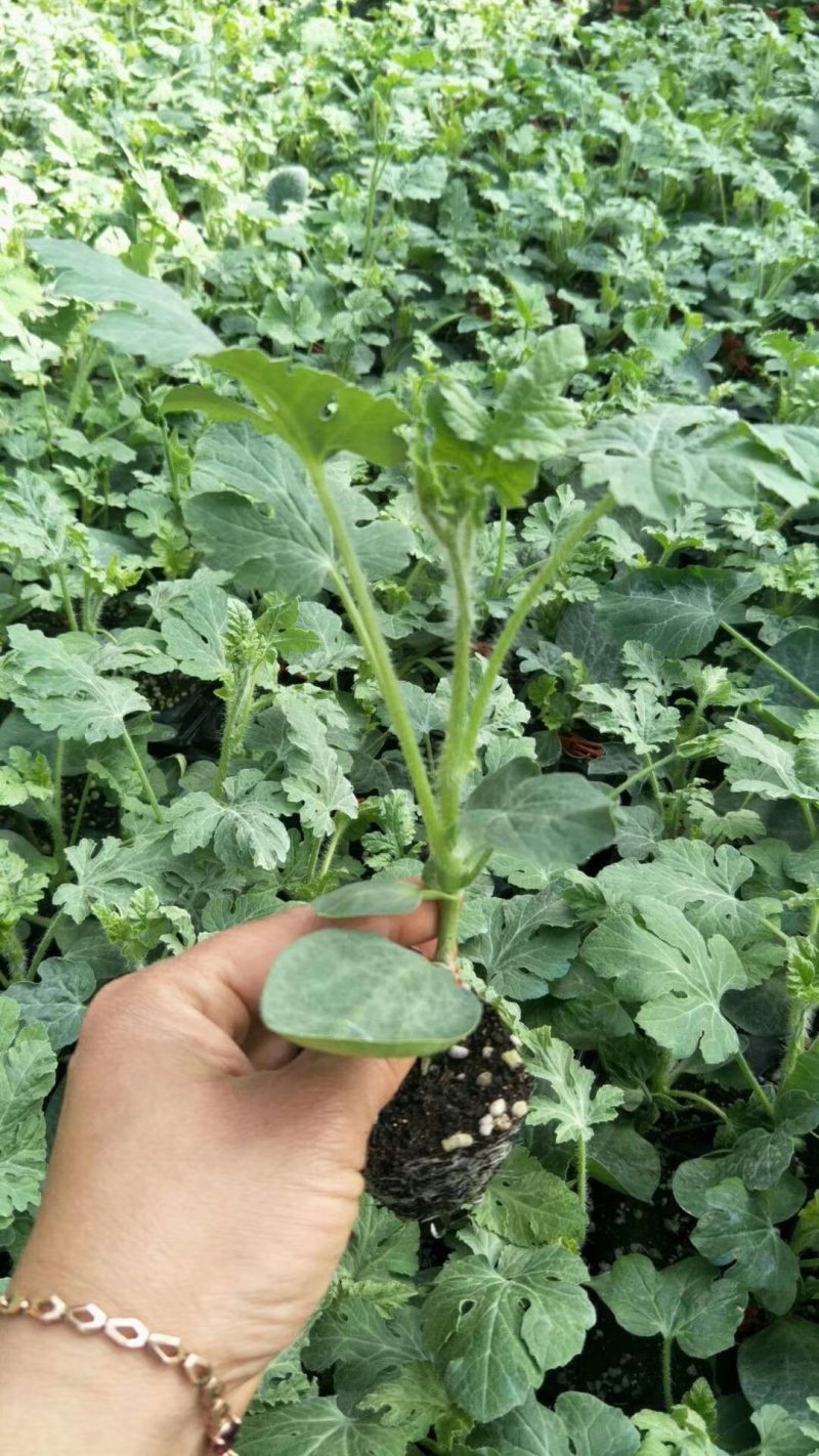 甜王8424麒麟王嫁接西瓜苗