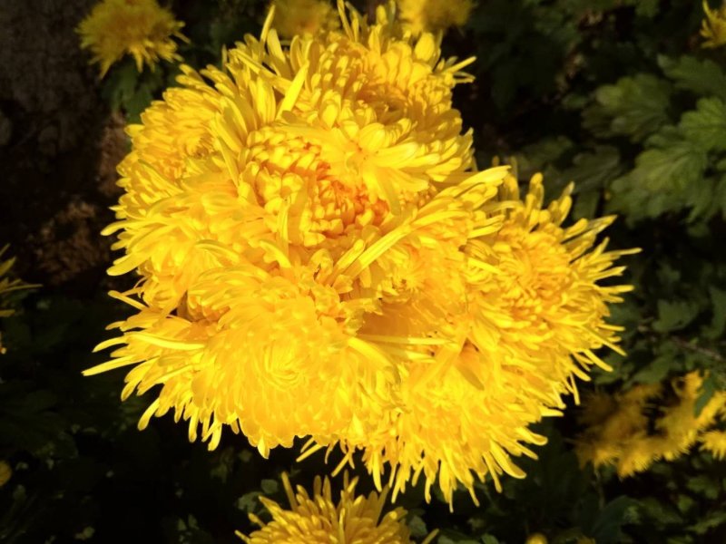 菊花苗，优质菊花苗。北京菊，亳菊，苏北菊，金丝皇菊。