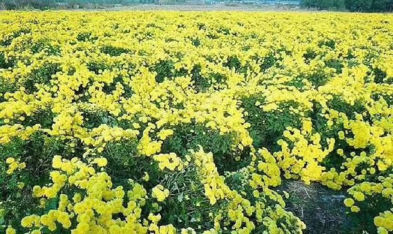 菊花苗，优质菊花苗。北京菊，亳菊，苏北菊，金丝皇菊。