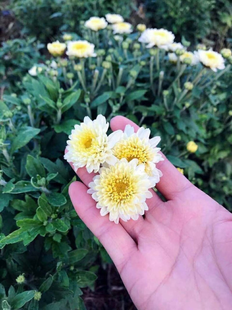 菊花苗，优质菊花苗。北京菊，亳菊，苏北菊，金丝皇菊。